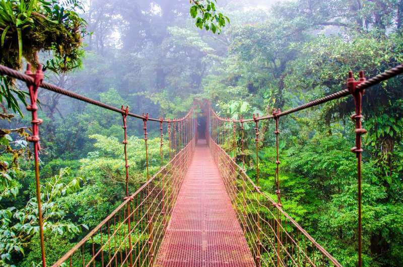 Hanging bridges in rainforest