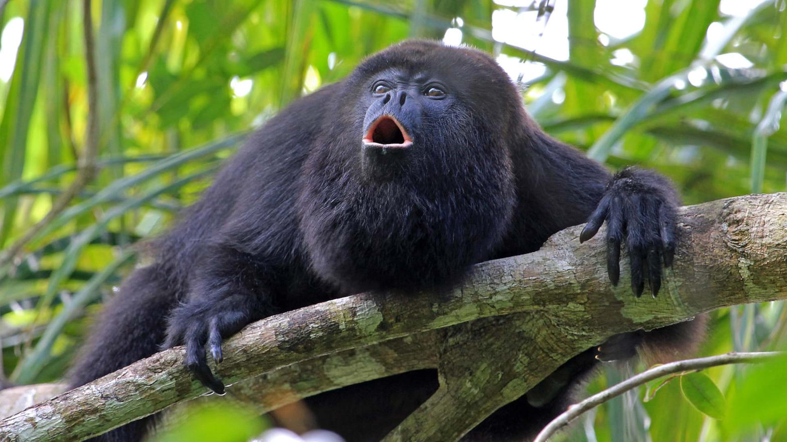 Monkey Tour Costa Rica