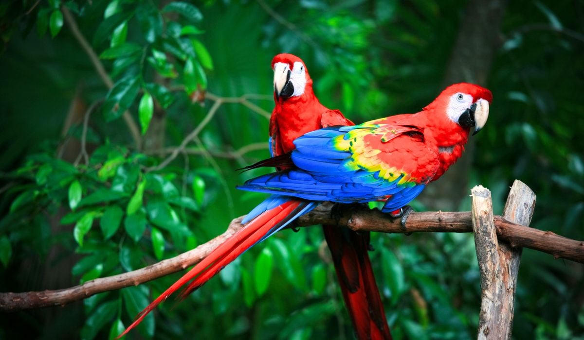 Scarlet macaws