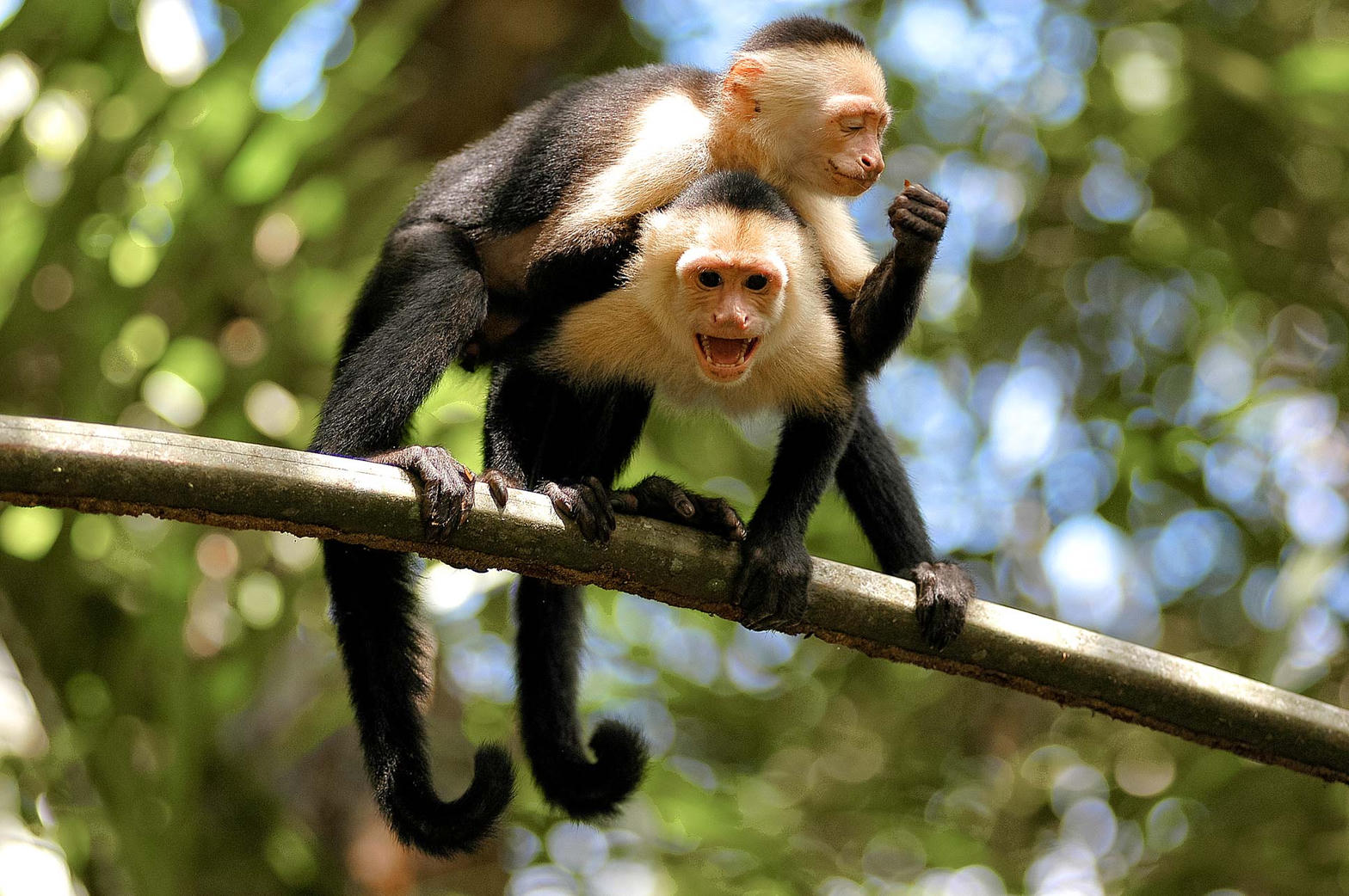 Capuchin monkeys