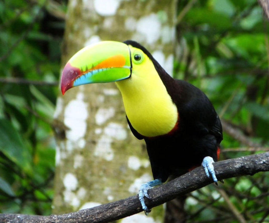 Toucan in the rainforest
