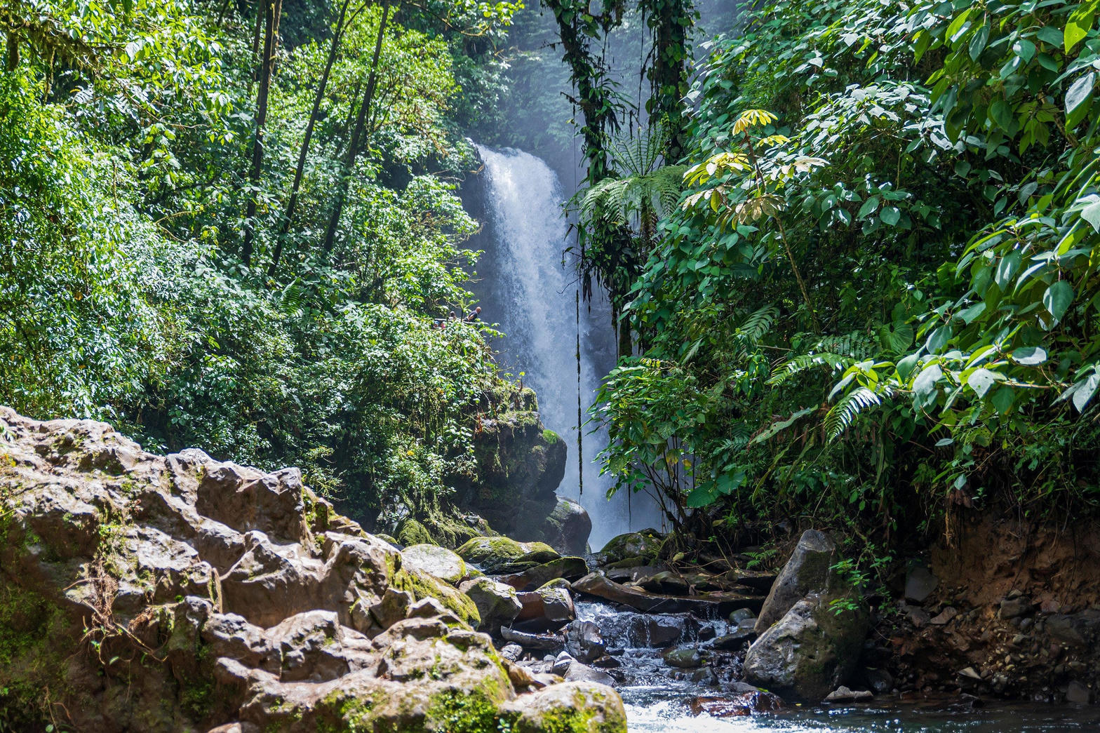 Lush rainforest waterfall